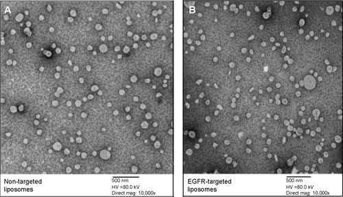 Figure S4 Transmission electron microscopic images of 3-bromopyruvate-loaded liposomes revealing spherical morphology and size.Notes: (A) Non-targeted liposomes and (B) EGFR-targeted liposomes. Original magnification of the transmission electron micrographs was 10,000× with a scale bar of 500 nm.Abbreviations: EGFR, epidermal growth factor receptor; HV, high voltage; mag, magnification.
