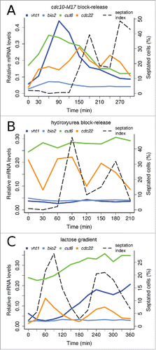 Figure 3. Expression patterns of Cbf11 target genes depend on synchronization method. Timecourse RT-qPCR analysis of cut6, vht1 and bio2 mRNA levels in wild-type cells synchronized by cdc10-M17 block-release (A), hydroxyurea block-release (B), and lactose gradient centrifugation (C). S phase coincides with division septum formation (see ‘septation index’); note that for the synchronization method used in panel (A) the very first S phase is never accompanied by septation. The cdc22 gene is a positive control, peaking at the G1/S boundary.Citation32 Note that cdc22 is induced by hydroxyurea treatment even at time 0 in (B).Citation7 Results representative of 3 independent experiments are shown.