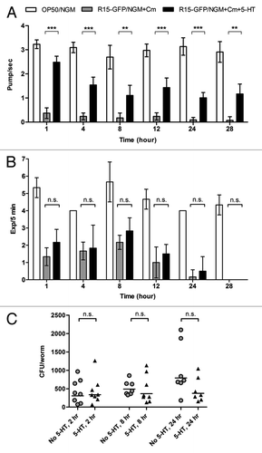 Figure 3. Serotonin-induced feeding did not improve intestinal lumen colonization by Bp R15. (A) The efficacy of 5 mM serotonin toward feeding stimulation is shown by the significant increase in pharyngeal pumping rates in worms exposed to R15-GFP. Bars correspond to pharyngeal pumping mean ± SEM (pump/sec for each worm) (n = 30). **p < 0.01, ***p < 0.001 (Student’s t-test). (B) Defecation rates of infected worms were not significantly affected by the addition of 5 mM serotonin into the assay medium. Bars correspond to the mean ± SD of Exp/5 min for each worm (n = 3). (C) Despite increased feeding rates, the number of colonizing R15-GFP did not change significantly within the serotonin-induced infected worms. Each marker corresponds to the average bacterial CFU of 10 infected worms; horizontal lines represent the geometric means of CFU. Graphs (B and C) were analyzed using the Mann-Whitney U-test. Graphs (A–C) share the same labels: white bar, N2 worms fed on E. coli OP50; gray bars/circles, worms infected with R15-GFP; black bars/triangles, serotonin-induced worms exposed to R15-GFP. Abbreviations: 5-HT, 5-hydroxytryptamine or serotonin; n.s., not significant.