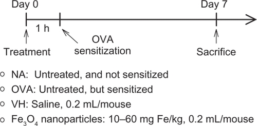 Figure 1 Protocol of iron oxide nanoparticle administration and OVA sensitization. BALB/c mice were randomly divided into the following groups (3–5 animals/group): naïve (NA), ovalbumin-sensitized (OVA), vehicle-treated and OVA-sensitized (VH), and iron oxide nanoparticle-treated and OVA-sensitized. Except for NA and OVA groups, the mice were administered intravenously with a single dose of iron oxide nanoparticles (10, 30 and 60 mg Fe/kg; 0.2 mL/mouse) and/or vehicle (VH; saline; 0.2 mL/mouse). Except for the NA group, the mice were sensitized 1 hour after drug administration with ovalbumin (OVA) by intraperitoneal injection using a sensitization solution containing 100 μg OVA plus 1 mg alum (as adjuvant) in saline (250 μL/mouse). Mice were sacrificed 7 days after OVA sensitization, and the spleen and blood were harvested for further experimentation.