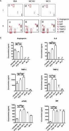 Figure 6. Coculture of colon cancer spheroids with MC induces production of various cytokines