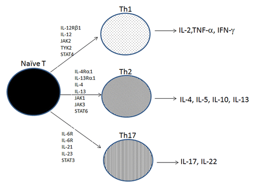 Figure 2. JAK-STAT and T helper cell differentiation of naïve T cells. Naïve T cells differentiate into several T helper cell subsets, Th1, Th2, of Th17. IL-12 is required for the differentiation into Th1 cells that secrete IFN-γ, TNF-α, and IL-2 to generate a response to intracellular pathogens. IL-4 is required for the differentiation into Th2 cells that secrete IL-4, IL-5, and IL-10 to generate defenses against Helminth infections. IL6, IL-21, and IL-23 are required for the differentiation into Th17 cells that secrete IL-17 and IL-22 to promote defense against extracellular pathogens.