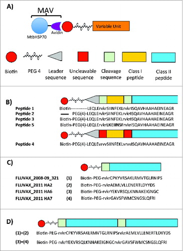 Figure 1. Depiction of self-assembled vaccines structures. (A) Structure of MtbHSP70-avidin (MAV) and biotinylated antigens. (B) Structures of OVA peptides for SAV-OVA studies described in Table 2A. (C) and (D) Structures of short (C) and long (D) Flu peptides described in Table 2B for SAV1 and SAV2 used in Flu study.