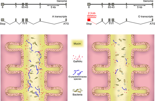 Figure 2. The mechanism of a 2.3-kb deletion in ABO gene affecting erysipelotrichaceae species.