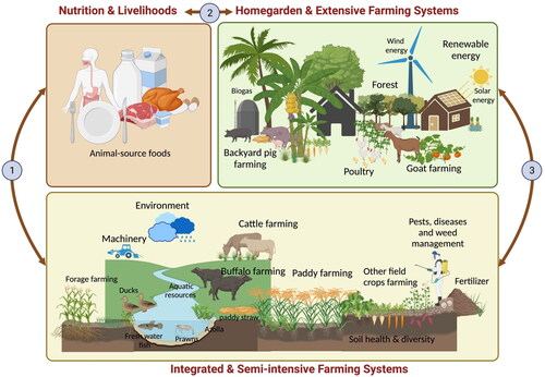 Figure 3. Schematic representation of a proposed resilient farming system with their interactions in a primary production system with farming livelihoods to supply animal-source foods.1. Interactions between integrated & semi-intensive farming systems and nutrition & livelihoods of the farming community; 2. Interactions between nutrition & livelihoods of the farming community and homegarden & extensive farming systems; 3. Interactions between homegardens & extensive farming systems and integrated & semi-intensive farming systems.