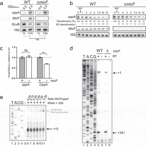 Figure 3. MicF regulates oppA at the translational level through a non-canonical mechanism. (A) Northern blot analysis of oppA mRNA in WT and ΔmicF backgrounds. Samples were taken at 0.5 and 2.5 of OD600nm. 16S rRNA was used as a loading control. The data are representative of four independent experiments. (B) Half-life assays of oppA. 250 µg/ml Rifampicine was added at 2.0 OD600nm, after which samples were collected at specified time points. 16S rRNA was used as a loading control. The data are representative of four independent experiments. (C) β-galactosidase assay of OppA-LacZ translational and oppA-lacZ transcriptional, fusions in WT and ΔmicF. Sample (N = 3, mean ± SD) were taken at OD600nm = 3.7 and relativized to their respective WT conditions. **p = 0.0011, ns: p > 0.05, unpaired two-tailed Student’s t test. (D) Primer extension analysis of oppA mRNA extracted from WT and ΔmicF strains. Lane 1–4: sequencing ladder. P1 (+1) and the cleavage site (+341) are indicated with arrows. (E) Toeprinting assay of γ-oppA in the presence of increasing concentration of MicF. Lane 1–4: sequencing ladder, lane 5: negative control. Annotation +15 represents the ribosome toeprint. The weak MicF pairing site is indicated in grey (see Figure S7B).