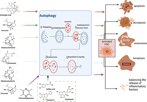 Figure 2 Mechanisms involved in the treatment of Hepatic fibrosis (HF) with active ingredients from TCM (AITCM) by inducing autophagy in hepatic stellate cells (HSCs). Created with BioRender.com.