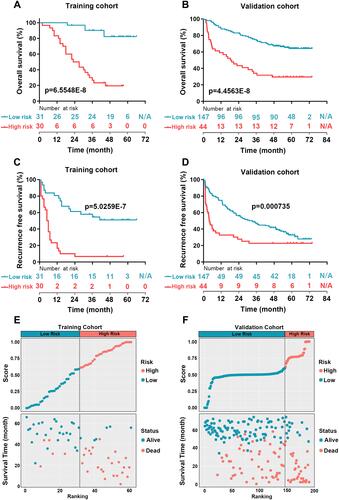 Figure 3 Survival curves and distributions plot of HCC patients in training or validation cohorts. (A and B) Kaplan-Meier survival curve of OS between high-risk and low-risk groups in the training cohort (A) and in the validation cohort (B). (C and D) Kaplan-Meier survival curve of RFS between high-risk and low-risk groups in the training cohort (C) and in the validation cohort (D). (E and F) The distributions of HCC patients according to the risk score and survival status in the training cohort (E) and in the validation cohort (F). The patients in the training cohort were divided into low-risk group and high-risk group depending on the median score. However, optimum cut-off calculated by tdROC curve was used for distributing the patients from the validation cohort into low-risk and high-risk groups.