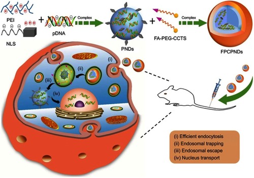 Figure 1 Schematic illustration of the formation of FPCPNDs and the extracellular and intracellular trafficking for the systemic delivery of plasmid DNA to tumors. FPCPNDs were internalized by folate receptor-mediated endocytosis. FA-PEG-CCTS dissociates from PNDs in the acidic endosomes and then PNDs escapes from endosomes through the proton sponge effect. Finally, the plasmid DNA is transported to the nucleus with the aid of NLS due to its nuclear locating ability.Abbreviations: FPCPNDs, FA-PEG-CCTS/PEI/NLS/pDNA; PNDs, PEI/NLS/pDNA; FA, folate acid; PEG, polyethylene glycol; CCTS, carboxylated chitosan; PEI, polyethyleneimine; NLS, nuclear localization sequences.