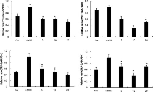 Figure 3. Effect of CBE on mRNA expression of MITF and its downstream genes tyrosinase, TYRP-1 and TYRP-2, upon α-MSH stimulation. After 1 × 106 cells were seeded and cells were pre-treated with extract for 1 h, and then incubated with α-MSH for 48 h (Tyrosinase, TRP-1, TRP-2), and 4 h for (MITF). Mean statistically significant difference at *p < 0.05, compared to the only α-MSH-treated group. Con (control) is untreated samples.