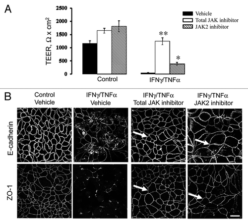 Figure 5. Janus kinase mediates cytokine-induced disruption of pancreatic epithelial junctions. HPAF-II cells were treated for 48 h with either medium or proinflammatory cytokines with and without pharmacological inhibitors of Janus kinase (JAK). Barrier properties of epithelial cell monolayers were determined by TEER measurement (A), and the integrity of AJs and TJs was determined by immunofluorescence labeling for E-cadherin and ZO-1 respectively (B). A total JAK inhibitor (10 µM) and a selective JAK2 inhibitor (50 µM) significantly attenuate IFNγ/TNFα-driven decrease in TEER and TJ/AJ disassembly (arrows). Data are presented as mean ± SE (n = 3); *p < 0.01; **p < 0.001 compared with cytokine/vehicle-treated cells. Bar, 20 µm.