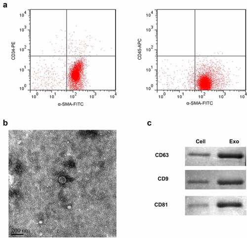 Figure 1. Isolation of exosomes from TAFs cells.(a) Flow cytometry was used to detect the expression of α-SMA, CD34, and CD45. (b) Representative TEM images of exosomes derived from TAFs cells showing morphology and size range. Scale bar = 200 nm. (c) Representative Western blot showing the expression of exosome markers (CD63, CD9, and CD81).