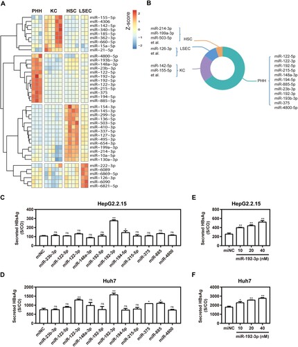 Figure 1. Enriched miRNA profiles for different hepatic cell types in human liver and effect of primary hepatocyte-enriched miRNAs on HBV production. (A) Heatmap of miRNAs with higher expression levels in PHH, KC, LSEC, or HSC, with a difference of two-fold or greater compared with other cell types. (B) Diagrammatic drawing of hepatic cell type-enriched miRNA profiles. (C) HepG2.2.15 cells were transfected with 11 specific miRNA mimics or negative control (miNC) at 40 nM; (D) Huh7 cells were co-transfected with plasmid pSM2 and different miRNA mimics or miNC at 40 nM, and harvested at 72 h post-transfection. Specific miR-192-3p mimics at different concentrations (0, 10, 20, and 40 nM) were separately transfected into HepG2.2.15 (E) and Huh7 (F) cells and harvested at 72 h post-transfection. Secreted HBsAg level in culture supernatants was determined by chemiluminescence immunoassay. *P < .05; **P < .01; ns, no significance. PHH, primary human hepatocyte; KC, Kupffer cell; LSEC, liver sinusoidal endothelial cell; HSC, hepatic stellate cell.