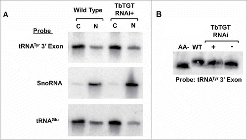 Figure 6. Neither lack of queuosine nor aminoacylation are signals for retrograde transport. A. Nuclear (N) and cytoplasmic (C) subcellular fractions of total RNA isolated from TbTGT RNAi induced cells (RNAi+) were compared to similar samples isolated from wild type cells and analyzed by Northern hybridization with probes specific for either the tRNATyr 3′ exon, SnoRNA or tRNAGlu as indicated. B. The aminoacylation levels of tRNATyr after TbTGT RNAi (RNAi+), an uninduced control (RNAi-) or wild-type cells were determined by acid-gel electrophoresis and Northern hybridization using a 3′exon-specific tRNATyr probe. A portion of RNA was deacylated by in a basic pH buffer and served as a negative control. Shifted bands correspond to the aminoacylated tRNA.