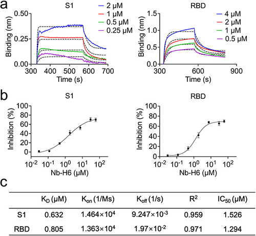 Figure 3 Characterization of the SARS-CoV-2 nanobody Nb-H6. (a) The binding kinetics of Nb-H6 with the immobilized SARS-CoV-2 S1 and RBD were measured using biolayer interferometry (BLI). (b) Competitive binding assays by ELISA. SARS-CoV-2 S1 (left panel) and RBD (right panel) bind to ACE2 after competitive blocking with serially diluted Nb-H6. IC50 values were calculated by nonlinear regression fitting to a variable slope, a four-parameter dose-response model. Data are presented as mean ± SD of three technical replicates. (c) Table summarizing the affinity KD, association (Kon), and dissociation constants (Koff) determined by BLI as well as the competition assay IC50 values for Nb-H6.