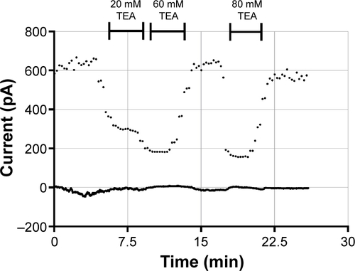 Figure S2 Patch clamp measurement of an MM6 cell with addition of TEA in different concentrations to block voltage-gated potassium channels.Notes: Shown is the current against the time. Each measuring cycle takes 13 seconds to complete and generates 17 points.Abbreviation: TEA, tetraethylammonium.