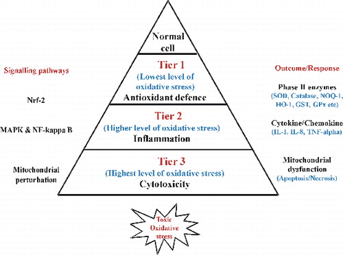 Figure 1. The hierarchical oxidative stress model. At the lowest level of oxidative stress (Tier 1), phase II antioxidant enzymes are induced via transcriptional activation of the antioxidant response element by Nrf2 to restore cellular redox homeostasis. At higher level of oxidative stress (Tier 2), activation of the MAPK and NF-κB cascades induces pro-inflammatory responses. At the highest level of oxidative stress (Tier 3), perturbation of the mitochondrial PTP and disruption of electron transfer (mitochondrial dysfunction) result in cellular apoptosis or necrosis.