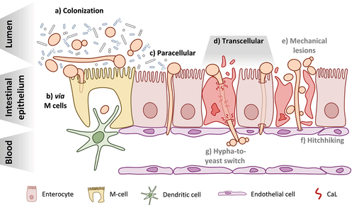 Figure 1. Candida albicans at the intestinal barrier: from colonization to translocation and dissemination. a) C. albicans can be found in both the yeast and hyphal morphotypes during colonization of the GI tract of healthy individuals and must compete with other members of the microbiota b) Translocation via M cells present in intestinal lymphoid tissues like Peyer’s patches may occur following either induced endocytosis or active penetration by C. albicans and may also involve the fungus hijacking the sampling function of resident phagocytes, like dendritic cells c) The paracellular route of translocation refers to invasion of the intestinal barrier by C. albicans hyphae in the spaces between enterocytes without actually invading the host cells d) The transcellular route of translocation could occur in two manners: with candidalysin (CaL)-dependent damage of the epithelial cells resulting in necrotic cell death (left) or in the absence of host-cell damage (right) This appears to be the major route used by C. albicans to cross the intestinal barrier e) One hypothesis for how yeast reach the bloodstream is that they are able to move across the epithelial barrier from the GI tract to the bloodstream via physical disruptions in the tissue, caused either by the fungus itself or some other factors like surgery or chemotherapy f) The so-called “hitchhiking” hypothesis posits that yeast present in the GI tract may move through the barrier along with invading hyphae by attaching to them as they invade the epithelium g) Finally, the hypha-to-yeast switch hypothesizes that translocating hyphae undergo a morphological transition once reaching the bloodstream that initiates the formation of yeast cells from the hyphae.