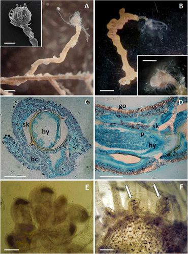 Figure 2. Description of Ectopleura sp. A, solitary polyp of Ectopleura sp. emerging from a branchlet of Antipathella subpinnata. Note the antipatharian polyps irregularly arranged on the hydroid stem. Inset: SEM close-up of the hydranth. B, solitary polyp of Ectopleura sp. emerging from a branchlet of Eunicella cavolinii. Inset: Close-up of the hydranth. C, transverse section of a hydrocaulus (hy) surrounded by the black coral (bc). Spines are visible on the golden skeleton of the coral (sk), while no divisions are found in the lumen of the hydroid. D, transverse section of a hydrocaulus (hy) surrounded by the gorgonian tissues (go). The gorgonian skeleton (sk), surrounded by the coenosarc bearing sclerites, covers the perisarc (p). Immature gonophores of Ectopleura sp. found in A. subpinnata (E) and E. cavolinii (white arrows) (F). Scale bars: B, 2 mm. A, B inset, 1 mm. A inset, 0.5 mm. C,D,F, 0.2 mm. E, 50 μm.
