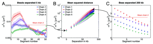 Figure 5. Mean-squared distance, <r2>, between beads. (A) Adjacent beads, which corresponds to an average separation between DNA spots of ~5 kb in our model. Segment numbers are given with respect to the centromere; segment 1 is between beads 1 and 2, segment 2 between beads 2 and 3, etc. (B) Average <r2>. Note that this averaging will obscure intra-chain dynamics observed in the figures (Fig. 5A and C), where it is evident that bead separation depends on the particular location of the bead. For instance, in chain 2, Figure 5A indicates that the separation between beads 47–48 (segment 47) is in average 77 nm, and separation of beads 13–14 is 112 nm. While the average separation for adjacent beads reported in Figure 5B (first data point) is 94 nm. (C) <r2> for 200 kb separation, i.e., every 40 beads, in this case segment 1 is for beads 1 and 41, segment 2 for beads 2 and 42, etc. Every data point in (B) corresponds to the average of the curves of figures like (A) and (B) for the given separation in kb. Note the difference in <r2> values between (A) and (B).