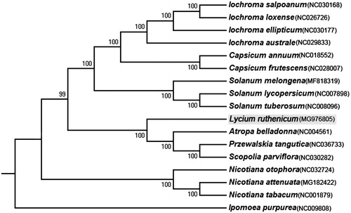 Figure 1. Neighbour-joining phylogeny of Solanaceae based on 17 complete cp genomes. The accession numbers are listed as below: Iochroma salpoanum (NC030168), Iochroma loxense (NC026726), Iochroma ellipticum (NC030177), Iochroma australe (NC029833), Capsicum annuum (NC018552), Capsicum frutescens (NC028007), Solanum melongena (MF818319), Solanum lycopersicum (NC007898), Solanum tuberosum (NC008096), Lycium ruthenicum (MG976805), Atropa belladonna (NC004561), Przewalskia tangutica (NC036733), Scopolia parviflora (NC030282), Nicotiana otophora (NC032724), Nicotiana attenuata (MG182422), Nicotiana tabacum (NC001879), Ipomoea purpurea (NC009808).