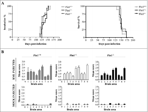 Figure 2. Effect of different Pin1 expression levels on incubation time, survival time and spongiform changes of RML injected mice. (A) Incubation time (period between prion inoculation and the appearance of clinical signs) and survival time (period between inoculation and the day of sacrifice) were not statistically different (Logrank test) between groups of RML injected animals. (B) The lesion profiles were determined on H&E stained sections, by scoring the vacuolar changes in nine standard brain regions: 1 = dorsal medulla, 2 = cerebellar cortex, 3 = superior colliculus, 4 = hypotalamus, 5 = thalamus, 6 = hippocampus, 7 = septum, 8 = retrosplenial and adjacent motor cortex, 9 = cingulated and adjacent motor cortex. Double-tailed unpaired t-test (Mann-Whitney test) confirmed that these differences did not reach statistical significance.