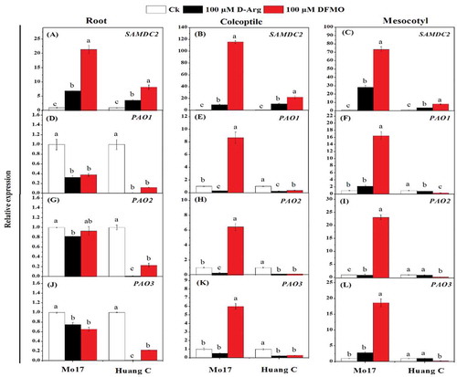 Figure 5. Effects of D-Arg and DFMO on the relative expression of SAMDC1 (a-c), PAO1 (d-f), PAO2 (g-i) and PAO3 (j-l) in the root, coleoptiles and mesocotyls of two maize inbred lines under chilling stress