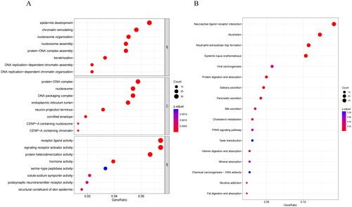 Figure 7. Biological differences analysis between high- and low-risk groups. (A) GO annotations of DEGs between high/low-risk groups. (B) KEGG enrichment analysis of DEGs between high/low-risk groups. The vertical axis represents each function or pathway, the horizontal axis represents the Gene Ratio corresponding to each function or pathway, bubble size indicates the number of genes enriched in the function or pathway, and bubble color represents the P-Value.