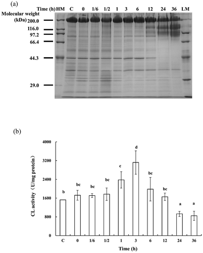 Figure 2. Protein degradation and change in CL activity in SJBW during low-temperature treatment at 37°C. (a) SDS–PAGE photographs of protein degradation. Ten micrograms of each sample were loaded in 10% (w/v) SDS–PAGE gel. HM, high MARK; LM, low MARK; (b) CL activity measured by a fluorospectrophotometer. Data are reported as mean ± SD based on three replicates. Different letters indicate significant differences (p < 0.05). (c) Control was the fresh sample.