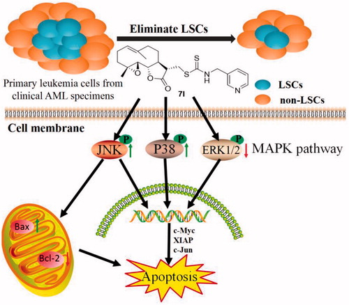 Figure 12 Compound 7l induced apoptosis of leukaemia stem and progenitor cells through MAPK signal pathway.