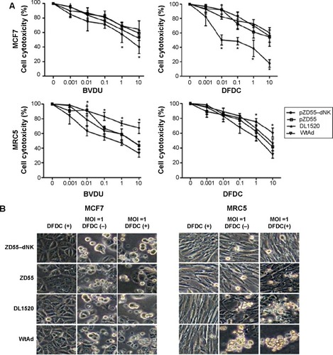 Figure 4 Cell cytotoxic activity of ZD55–dNK in combination with BVDU and DFDC.