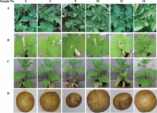 Fig. 1. Symptoms in potato ‘Kennebec’ in the field and tobacco- and potato ‘Yukon Gold’-based bioassay for unveiling symptom-causal agents in ‘Kennebec’ plants. A. Symptoms in ‘Kennebec’ in the field. B and C. Tobacco symptoms induced by the corresponding field samples (inoculum) shown in A at 7 (B) and 21 (C) days post inoculation. D. ‘Yukon Gold’ tuber symptoms induced by field PVY isolates obtained from the corresponding samples shown in A. One symptomless (# 14) and 13 symptomatic plants (# 1–13) were photographed and sampled in July 2011. The samples were used as inocula to sap-inoculate tobacco seedlings (B and C) or virus-free (VF) plantlets of potato ‘Jemseg’ (photos not shown), which in turn were used as inocula to inoculate VF ‘Yukon Gold’ plantlets. Tubers harvested from inoculated ‘Yukon Gold’ plants are shown in D.