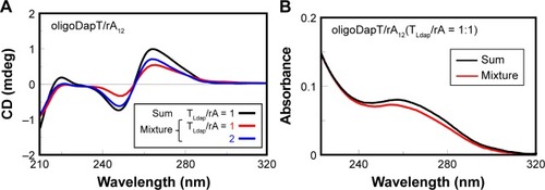 Figure 5 CD (A) and UV (B) analyses at 5°C in a two-chamber cell (optical path = 0.875 cm) relative to the formation of the complex nucleopeptide/rA12: sum spectra (black lines) of oligoDapT (4, 4 μM in TLdap) and RNA (4 μM in rA) solutions in 10 mM phosphate buffer (pH = 7.5) and mixture spectra at TLdap/rA = 1/1 (red) and 2/1 (blue) ratios.Abbreviations: CD, circular dichroism; UV, ultraviolet.