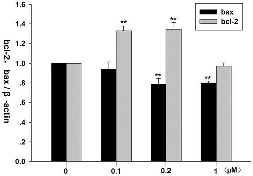 Figure 3. Effects of formononetin on mRNA expression of bcl-2 and bax in CNE2 cells. Bcl-2 mRNA expression was significantly upregulated by 0.1 and 0.2 μM formononetin, while bax mRNA expression was significantly downregulated by 0.2 and 1 μM formononetin. **p < 0.01 versus control; n = 4.