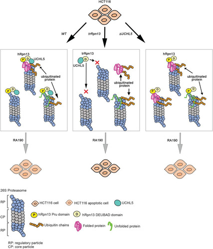 FIG 6 Model summarizing cellular contributions of hRpn13 or UCHL5. Shown is art depicting the impact of hRpn13 Pru domain loss (trRpn13) or UCHL5 loss (ΔUCHL5) on proteasome activity and RA190 targeting. Deletion of the hRpn13 Pru domain (trRpn13) reduces the population of proteasome-bound ubiquitinated proteins (indicated with orange ubiquitin molecules), most likely due to defective recruitment or retention with impact varying depending on substrate ease of unfolding (green or pink represents loosely or more stably folded substrates, respectively). Deletion of UCHL5 (ΔUCHL5) leads to accumulation of ubiquitinated proteins at proteasomes and does not interfere with RA190-triggered cell death.