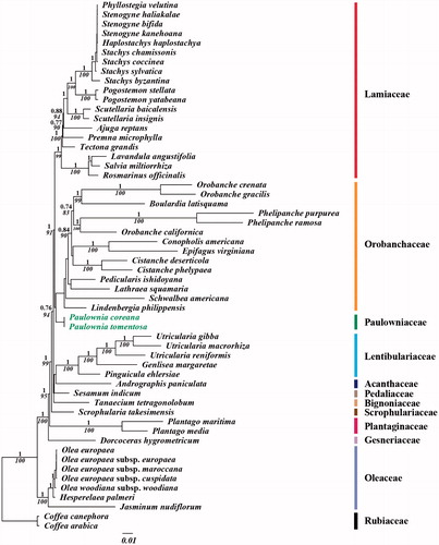 Figure 1. Chloroplast phylogenetic tree of Lamiales. A maximum likelihood tree (-lnL= 458425.7176) inferred from analysis of alignment data containing 79 coding genes in 56 chloroplast genome sequences by use of the GTR + Γ+I model. The numbers above and below each node indicate the Bayesian support percentages and bootstrap value, respectively. Genbank accession numbers of used taxa are shown below, Ajuga reptans (NC 023102), Andrographis paniculata (NC 022451), Boulardia latisquama (NC 025641), Cistanche deserticola (NC 021111), Cistanche phelypaea (NC 025642), Coffea arabica (NC 008535), Coffea canephora (NC 030053), Conopholis americana (NC 023131), Dorcoceras hygrometricum (NC 016468), Epifagus virginiana (NC 001568), Genlisea margaretae (NC 025652), Haplostachys haplostachya (NC 029819), Hesperelaea palmeri (NC 025787), Jasminum nudiflorum (NC 008407), Lathraea squamaria (NC 027838), Lavandula angustifolia (NC 029370), Lindenbergia philippensis (NC 022859), Olea europaea (NC 013707), Olea europaea subsp. cuspidate (NC 015604), Olea europaea subsp. furopaea (NC 015401), Olea europaea subsp. maroccana (NC 015623), Olea woodiana subsp. woodiana (NC 015608), Orobanche californica (NC 025651), Orobanche crenata (NC 024845), Orobanche gracilis (NC 023464), Paulownia coreana (KP 718622), Paulownia tomentosa (KP 718624), Pedicularis ishidoyana (NC 029700), Phelipanche purpurea (NC 023132), Phelipanche ramose (NC 023465), Phyllostegia velutina (NC 029820), Pinguicula ehlersiae (NC 023463), Plantago maritima (NC 028519), Plantago media (NC 028520), Pogostemon stellate (KP 718620), Pogostemon yatabeanus (KP 718618), Premna microphylla (NC 026291), Rosmarinus officinalis (NC 027259), Salvia miltiorrhiza (NC 020431), Schwalbea Americana (NC 023115), Scrophularia takesimensis (NC 026202), Scutellaria baicalensis (NC 027262), Scutellaria insignis (NC 028533), Sesamum indicum (NC 016433), Stachys byzantine (NC 029825), Stachys chamissonis (NC 029822), Stachys coccinea (NC 029823), Stachys sylvatica (NC 029824), Stenogyne bifida (NC 029818), Stenogyne haliakalae (NC 029817), Stenogyne kanehoana (NC 029821), Tanaecium tetragonolobum (NC 027955), Tectona grandis (NC 020098), Utricularia gibba (NC 021449), Utricularia macrorhiza (NC 025653), and Utricularia reniformis (NC 029719).