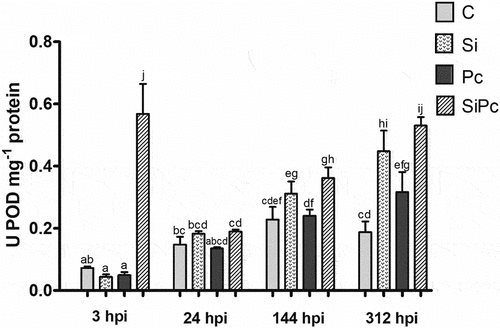 Figure 6. POD activity per treatment over time. U: units of enzyme activity. hpi: hours post inoculation with P. cinnamomi. C: plants without potassium silicate application without P. cinnamomi inoculation; Si: plants irrigated with potassium silicate, without P. cinnamomi inoculation; Pc: plants inoculated with P. cinnamomi and without potassium silicate; SiPc: plants irrigated with potassium silicate and inoculated with P. cinnamomi. Data are presented as the mean ± standard deviation of nine replicates. The mean with the same letter is not significantly different (ANOVA followed by Tukey’s test with p < .05).