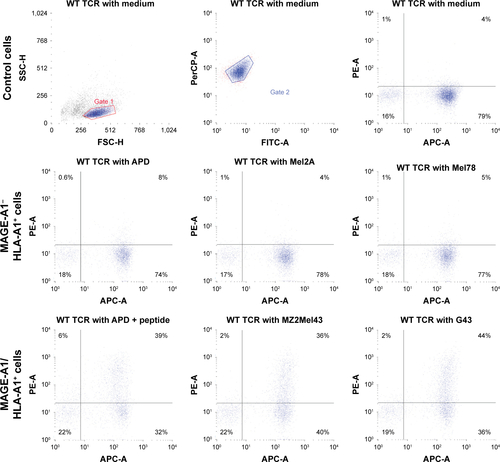Figure S1 Anti-MAGE-A1/HLA-A1 TCR T-cells show activation after binding to MAGE-A1/HLA-A1+ melanoma cells.Notes: T-cells were incubated with APD and melanoma cells. Data are shown as dot plots for CD107a-PE fluorescence and CD8-APC signal measured on APD cells either pulsed with M1 peptide or not, in comparison with signal on melanoma cells. T-cells incubated in medium only were used as controls. Dot plots show all cells positive for CD8 but only when MAGE A1 is expressed in HLA-A1 context; CD107a signal appears, hence showing the expression of MA1/A1 on MZ2Mel43 and G43 cells.Abbreviations: APC, allophycocyanin; HLA-A, human leukocyte antigen A; MAGE-A1, melanoma antigen A1; TCR, T-cell receptor; WT, wild type.