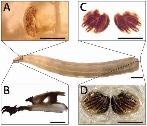 Figure 5. Physiphora alceae III instar larva morphology. (a) anterior spiracle, (b) cephaloskeleton and (c,d) posterior spiracles. Anatomic details have been observed on III instar specimens stored in EtOH 70%. (a, d) and after diaphanisation of soft tissue in NaOH solution (c, b). Scale bars: 1 mm (full length larva), (a) 200 μm (b), 100 μm (a,c,d)