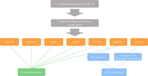 Figure 5 Discontinuation of RG-101 is caused by its hyperbilirubinemia or jaundice-related targets. The hyperbilirubinemia or jaundice-related target genes of miR-122 are identified by literature searching and KEGG enrichment.
