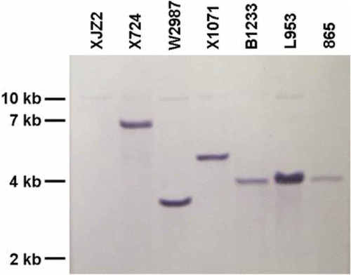 Fig. 4. (Colour online) Southern blot analysis of F. oxysporum f. sp. cubense T-DNA insertional mutants. T-DNA insertional mutants (X724, W2987, X1071, B1233, L953, 865) and wild-type strain XJZ2 were cultured in YPD medium at 25 °C for three days, mycelia and conidia were collected for DNA extraction. Genomic DNA was digested by HindIII overnight, separated in a 0.8% agarose gel, blotted onto a N+ nylon membrane, and was hybridized with the Dig-labelled DNA fragment amplified from the hygromycin B phosphotransferase (HYG) gene.