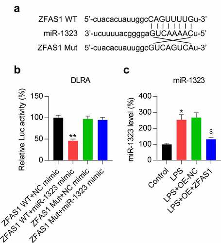 Figure 3. ZFAS1 acts as a ceRNA of miR-1323. (a) Graphical representation of the conserved ZFAS1 binding motif at miR-1323. (b) DLRA was conducted using the luciferase reporter constructs that contained either the ZFAS1 Mut or WT sequences after miR-1323/NC mimic transfection. The firefly luciferase activity was standardized to Renilla luciferase activity. (c) Chondrocytes were exposed to pcDNA3.1-empty (NC) or pcDNA3.1-ZFAS1 (ZFAS1) transfection for one day and then treated with 0.5 μM LPS for another day. The miR-1323 level was assessed using qRT-PCR. LPS-treated chondrocytes vs. indicated or control group (*, P < 0.05, **, P < 0.01); LPS-treated chondrocytes vs. LPS+OE-NC group ($, P < 0.05).