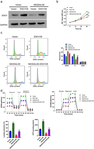 Figure 5. ENO1 overexpression reversed the functional effects of NEDD4L overexpression. (a) Western blot results showing ENO1 protein level in OSCC cells with only ENO1OE transduction or with both NEDD4LOE and ENO1OE transduction. (b-c) Cell proliferation assay (b) and cell cycle analysis (c) of OSCC cells with NEDD4LOE and/or ENO1OE transduction. (d) Mean ± S.E.M. of ECAR and OCR (top) and lactate and ATP production (bottom) of OSCC cells with NEDD4LOE and/or ENO1OE transduction. **p < .01; ***p < .001, compared with Vector group; ##p < .01, compared with NEDD4LOE group; assessed by ANOVA followed by Tukey’s test.