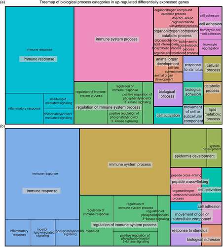 Figure 3. Treemap showing the biological process terms significantly enriched for differentially expressed up-regulated genes in the comparisons of post- vs. early-hibernation (a) and late-hibernation (b). Biological process terms were reduced using Revigo to remove semantic redundancies.