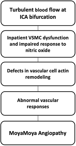 Figure 3 Flow diagram illustrating the vascular dysfunction leading to moyamoya angiopathy.