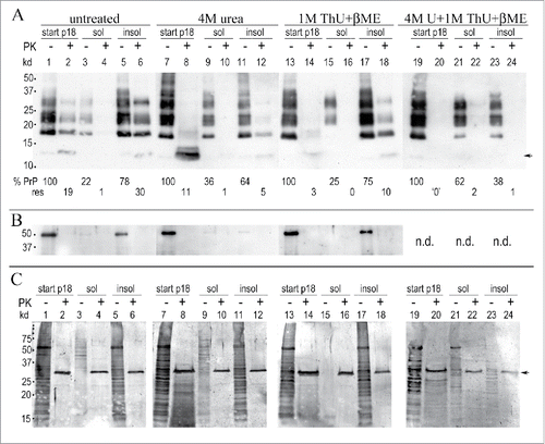 Figure 2. Urea and thiourea (ThU) effects after 1 hr at 22°C on p18 proteins. (A): Representative Western blot shows residual PrP/PrP-res in the p18 (here taken as “100%” for simplicity) with the % of the p18 solubilized (sol) and the % of the p18 that pellets (insol) after chemical treatment. Buffer treated control particles (labeled untreated) are shown in lanes 1-6; 4M urea in lanes 7-12, 1M thiourea (ThU) + 5% β-ME in lanes 13-18, with 4M urea, 1M ThU + 5% β-ME in lanes 19-24. The %PrP and %PrP-res amounts in each p18 partition are shown at the bottom of each lane (- and +PK). Faint standard PrP-res bands of 17-27 kd are present but reproduce poorly in these less exposed films (lanes 4, 10 and 12). (B): Tubulin shows equal loads for each treatment (p18 start lanes); missing tubulin band in lanes 11-12 due to inadequate antibody exposure as evident by its white background vs. the rest of blot. (C): Gold stained proteins. Strong PK band at 29 kd (arrow) is seen in the +PK lanes. Note in Fig. 2A and C the low kd smears with 4M urea treatment + PK (lanes 8) that contrasts to the standard banding pattern seen in urea before PK (lanes 7); the typical PrP pattern and the 17 kd PrP-res reappear when urea is removed from the pellet (lanes 11 and 12). Even more robust PrP-res band restoration is seen when 1M ThU + β-ME is removed from the pellet (lane 18). Multiple preparations showed highly reproducible %PrP in treatments (see Fig. 3A, SEMs).