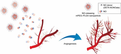 Scheme 1 Schematic illustration of inducing angiogenesis via NO-releasing mPEG–PLGA nanoparticles.Notes: The amphiphilic copolymeric nanoparticles were readily synthesized, which could encapsulate hydrophilic NO at relatively high entrapment efficiency. The NO-NPs released NO in a sustained manner and enhanced tube formation and sprouting angiogenesis. These results show that the NO-NPs can be used for biomedical applications such as wound healing, treating hind limb ischemia and other angiogenesis-related treatments.Abbreviations: DETA NONOate, diethylenetriamine NONOate; mPEG, methoxy poly(ethylene glycol); NO, nitric oxide; NONOate, N-diazeniumdiolate; NPs, nanoparticles; PLGA, poly(lactic-co-glycolic acid).