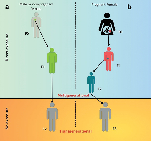 Figure 1. Multigenerational and transgenerational effects of prenatal exposure to environmental contaminants during adulthood, direct exposure leads to changes in epigenetics, which can be passed to children and grandchildren. Exposure of adult male F0 or non-pregnant female germ cells results in an F1 that can be affected, a phenomenon called ‘multigenerational’ transmission. The F2 generation, although not directly exposed, may exhibit EDC-induced effects, this phenomenon is called”transgenerational” transmission (a). The fetuses F1 of directly exposed F0 pregnant females are themselves considered directly exposed, as is the F2 generation (b). The F3 generation is the first not to be directly exposed to the compounds, but any induced inheritance effects are due to ‘transgenerational’ transmission.