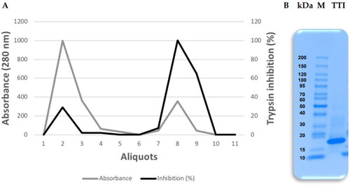 Figure 1. Obtaining the trypsin inhibitor isolated from tamarind seeds (TTI). (A) Chromatographic profile of protein fraction 2 obtained from tamarind (Tamarindus indica L.) seed flour extract submitted to Trypsin-Sepharose 4B CNBr affinity chromatography. Column calibration was performed with 50 mM Tris–HCl buffer, pH 7.5, and the retentate was eluted with a 5 mM HCl solution at a flow rate of 0.5 mL.min−1. (B) 16.5% Tricine gel electrophoresis stained with Coomassie Blue. M: Tracer (Thermo Scientific™); TTI: 15 µg.mL−1.