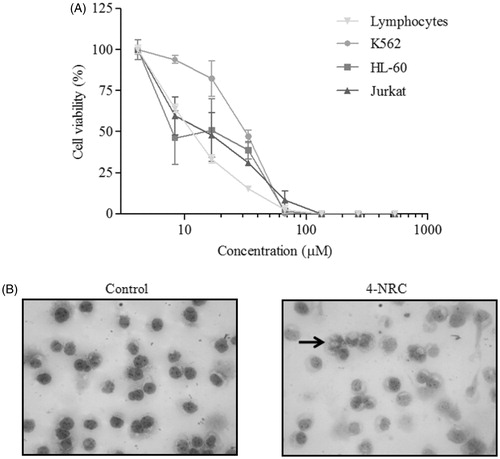 Figure 2. Cytotoxic effects of 4-NRC in lymphocytes and leukemic cells. (A) Lymphocytes and K562, HL-60 and Jurkat cells (1 × 106 cells/mL) were treated with different concentrations of 4-NRC (4.17–534.5 μM) for 24 h and cell viability was determined by MTT assay. Results represent the mean ± SD of three independent experiments in six replicates. (B) Morphological changes promoted by 4-NRC in K562 cells: control cells (2 × 104/mL) stained with Giemsa dye showed normal nucleus while cells treated with 4-NRC (27 μM) for 24 h showed apoptotic nucleus (indicated by arrow). Representative photomicrographs (400 × magnification) of two independent experiments.